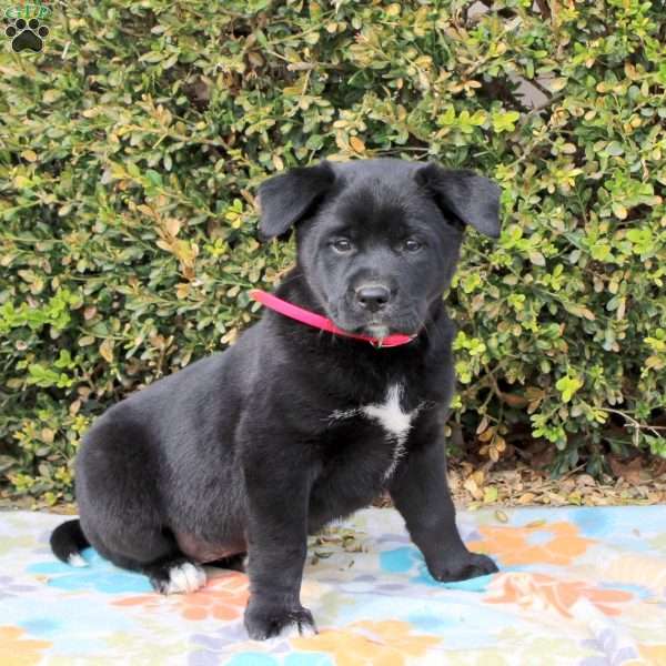 Strawberry, Labrador Mix Puppy