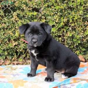 Strawberry, Labrador Mix Puppy
