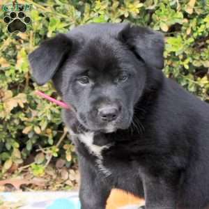 Strawberry, Labrador Mix Puppy
