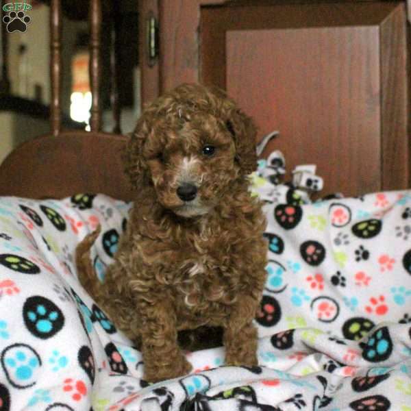Stringer, Miniature Poodle Puppy