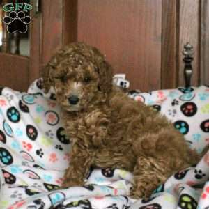 Stringer, Miniature Poodle Puppy