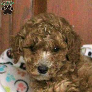 Stringer, Miniature Poodle Puppy