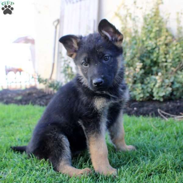 Sully, German Shepherd Puppy