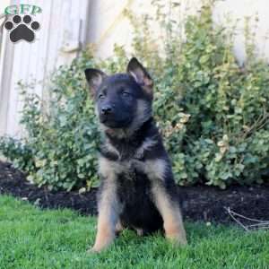 Sully, German Shepherd Puppy