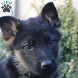 Sully, German Shepherd Puppy