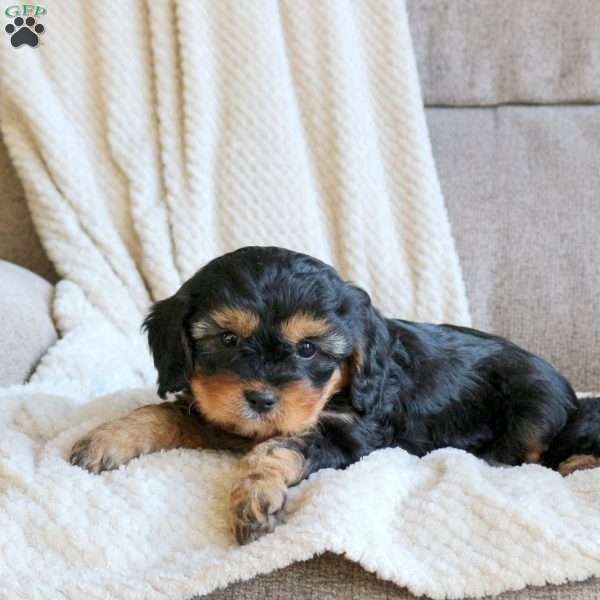 Summer, Cavapoo Puppy