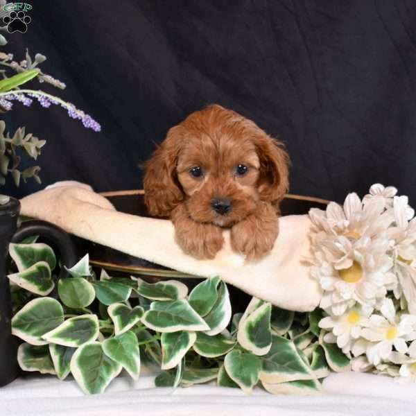 Summer, Cavapoo Puppy