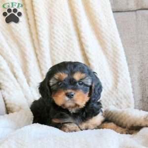 Summer, Cavapoo Puppy
