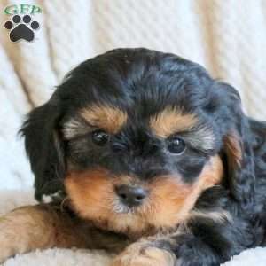Summer, Cavapoo Puppy