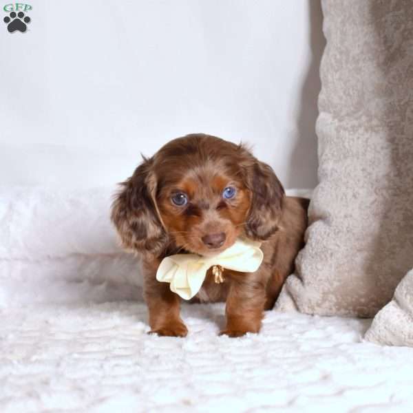 Summit, Dachshund Puppy