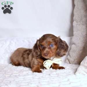 Summit, Dachshund Puppy