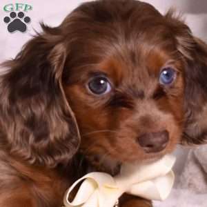 Summit, Dachshund Puppy