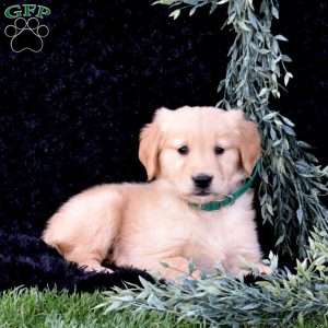 Sundae, Golden Retriever Puppy