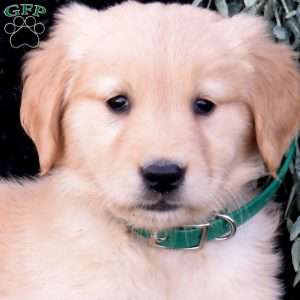 Sundae, Golden Retriever Puppy