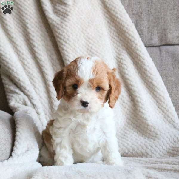 Sunny, Cavapoo Puppy