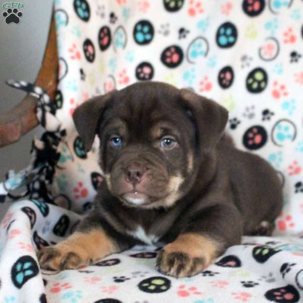 Sunny, Siberian Husky Mix Puppy