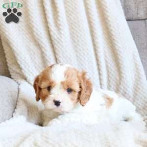 Sunny, Cavapoo Puppy