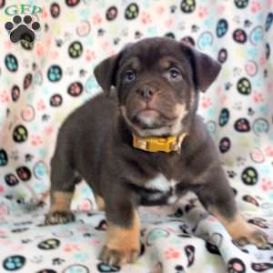 Sunny, Siberian Husky Mix Puppy