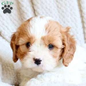 Sunny, Cavapoo Puppy