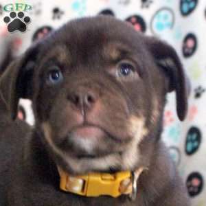 Sunny, Siberian Husky Mix Puppy