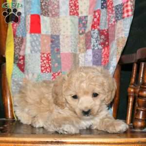Suzie, Cockapoo Puppy