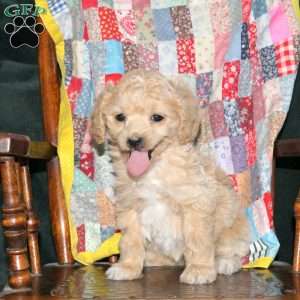 Suzie, Cockapoo Puppy