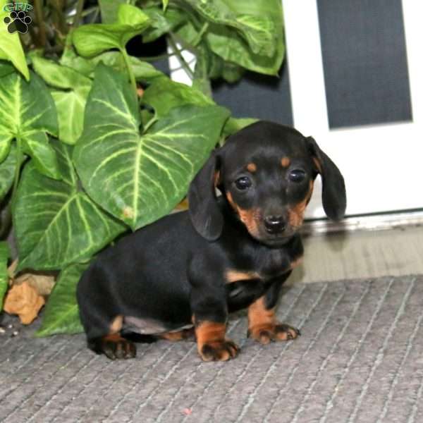 Suzy, Dachshund Puppy
