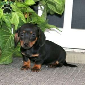 Suzy, Dachshund Puppy