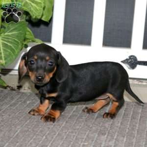 Suzy, Dachshund Puppy