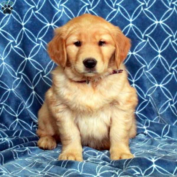 Sweetie, Golden Retriever Puppy