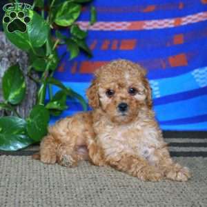 Sweets, Cavapoo Puppy