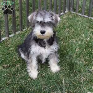 Titus, Miniature Schnauzer Puppy