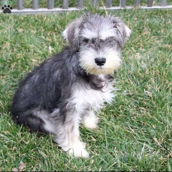 Titus, Miniature Schnauzer Puppy