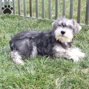 Titus, Miniature Schnauzer Puppy