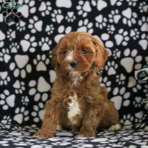 Taffy, Cavapoo Puppy
