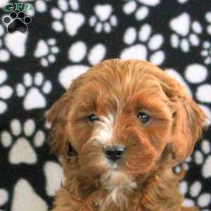 Taffy, Cavapoo Puppy