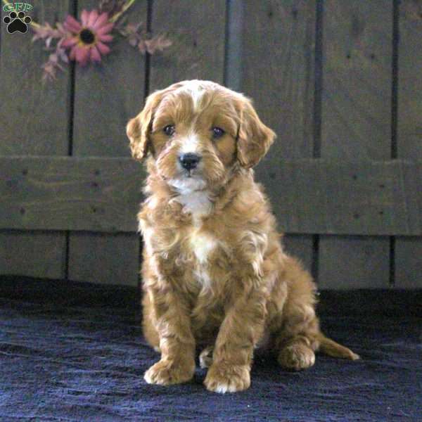 Taffy, Cavapoo Puppy