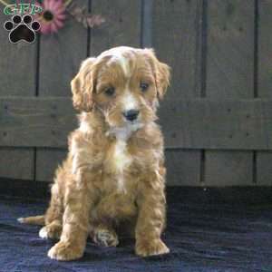 Taffy, Cavapoo Puppy