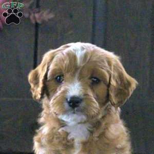Taffy, Cavapoo Puppy