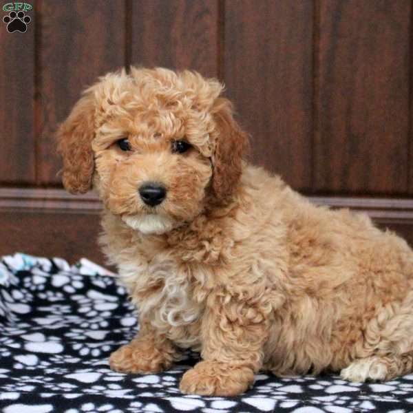 Tammy, Bich-Poo Puppy