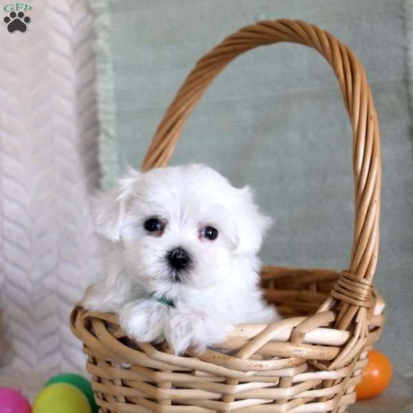 Tango, Maltese Puppy