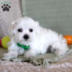 Tango, Maltese Puppy