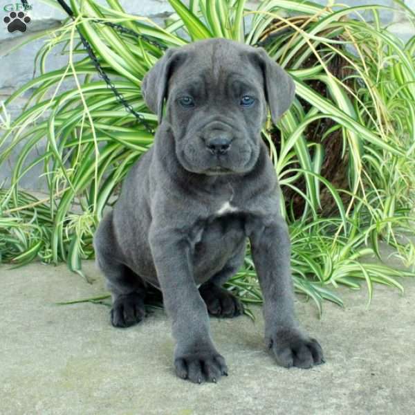 Tank, Cane Corso Puppy