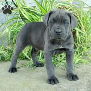 Tank, Cane Corso Puppy