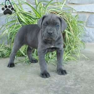 Tank, Cane Corso Puppy