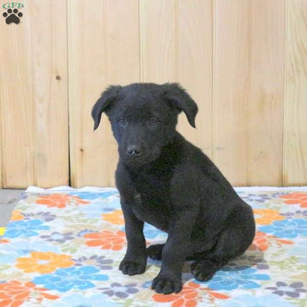 Tanner, Labrador Mix Puppy