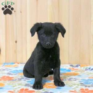 Tanner, Labrador Mix Puppy