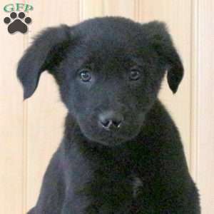 Tanner, Labrador Mix Puppy