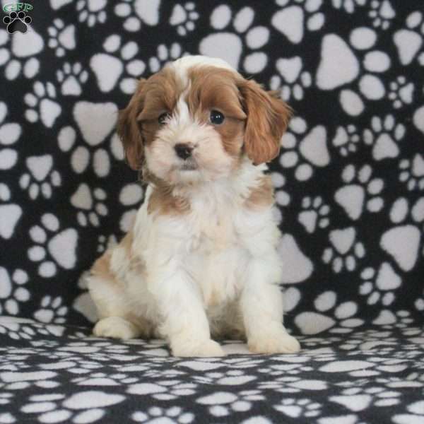 Tara, Cavapoo Puppy