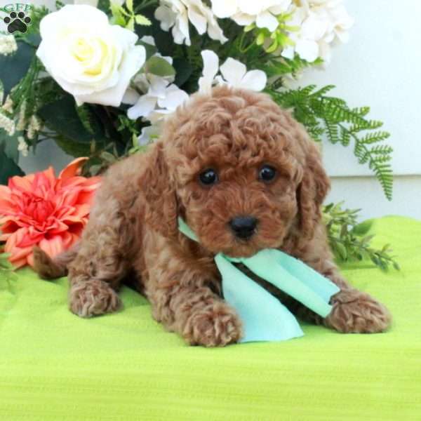 Tara, Cockapoo Puppy